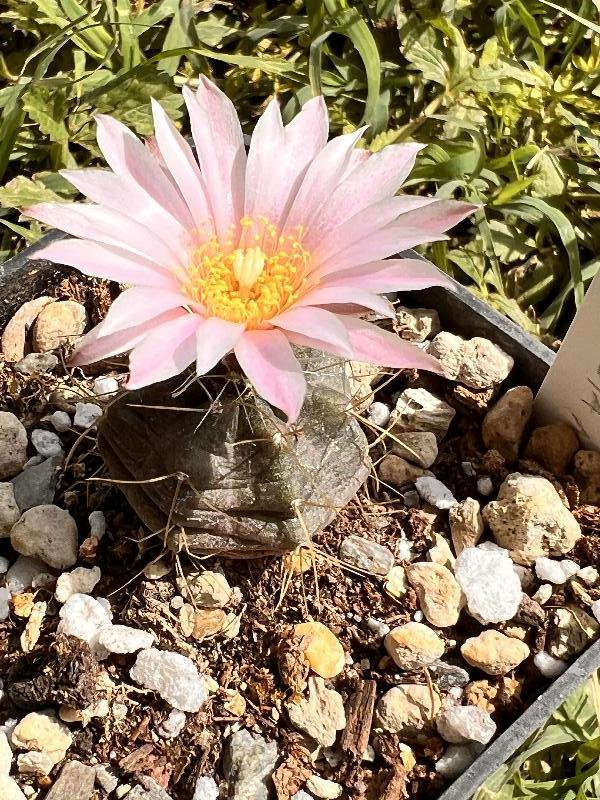  Echinocereus knippelianu.jpg